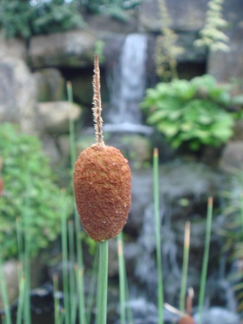 Typha minima fleur